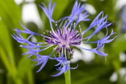 Centaurea montana 'Grandiflora' (Korenbloem)
