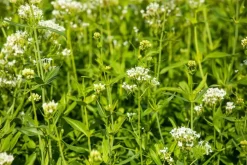 Centranthus ruber 'Albus' (Witte valeriaan, Spoorbloem)