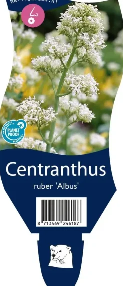 Centranthus ruber 'Albus' (Witte valeriaan, Spoorbloem)