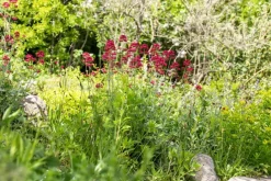 Centranthus ruber 'Coccineus' (Rode valeriaan)