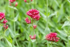 Centranthus ruber 'Coccineus' (Rode valeriaan)