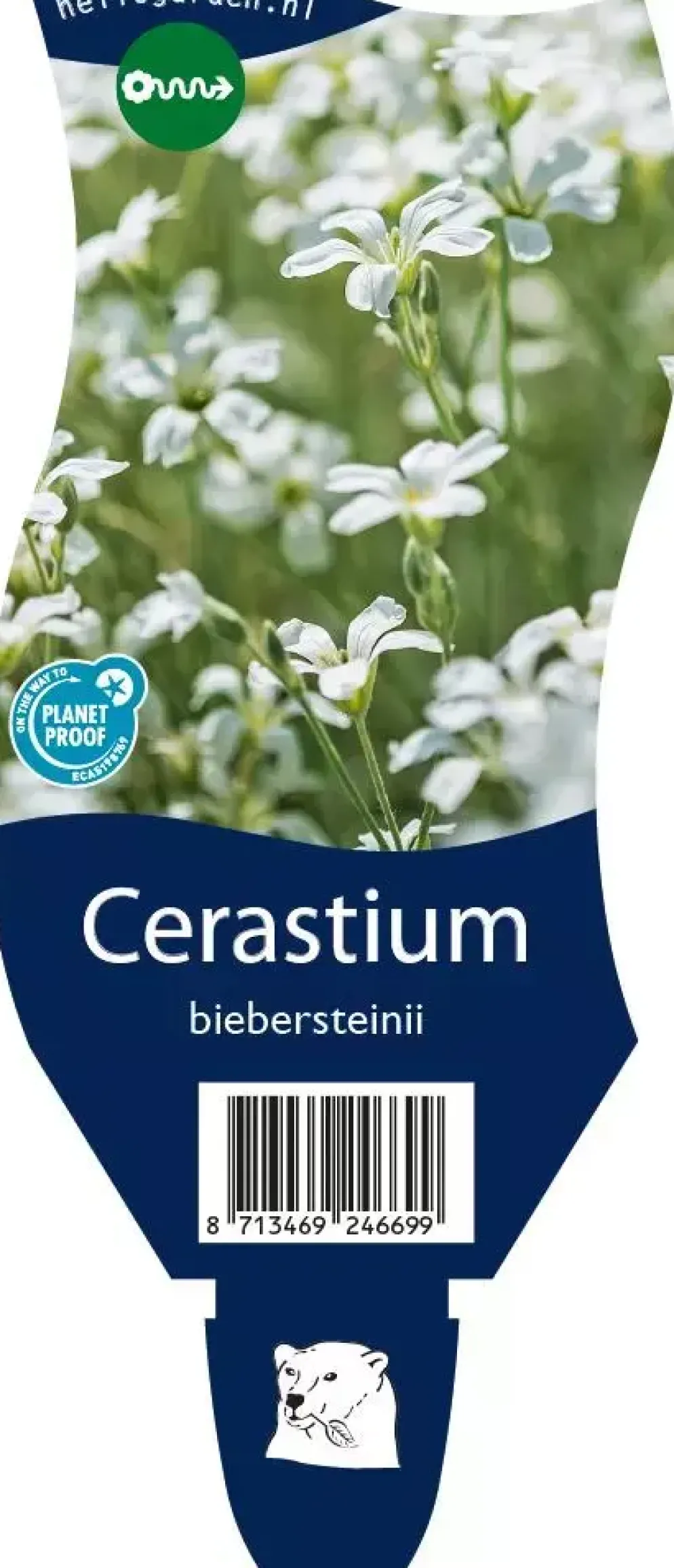 Cerastium biebersteinii (Hoornbloem)