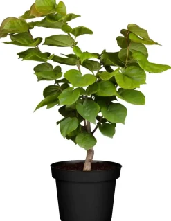 Cercis chinensis 'Avondale' (Judasboom 'Avondale')