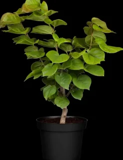 Cercis chinensis 'Avondale' (Judasboom 'Avondale')