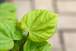 Cercis chinensis 'Avondale' (Judasboom 'Avondale')