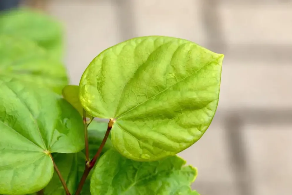 Cercis chinensis 'Avondale' (Judasboom 'Avondale')