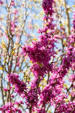 Cercis chinensis 'Avondale' (Judasboom 'Avondale')