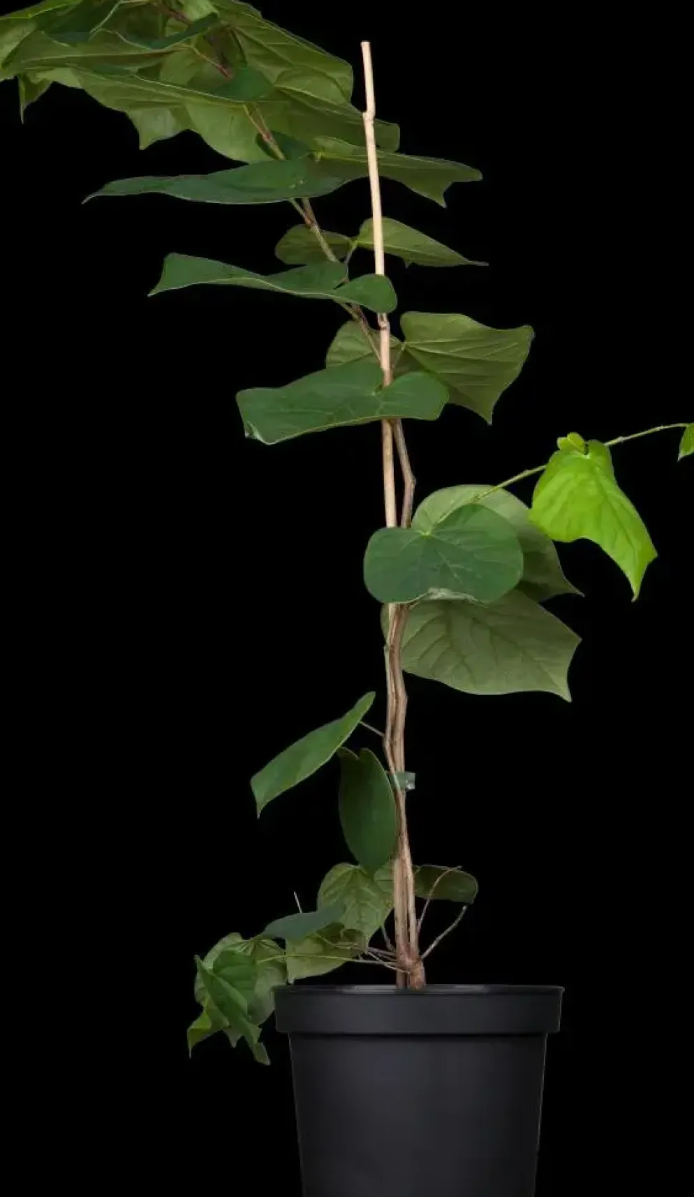 Cercis chinensis 'Avondale' (Judasboom 'Avondale')