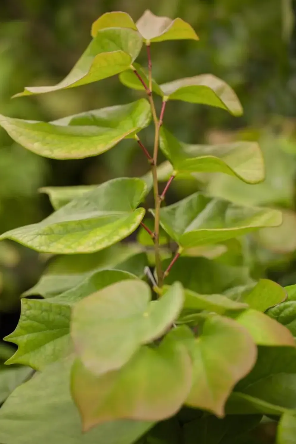 Cercis chinensis 'Avondale' (Judasboom 'Avondale')