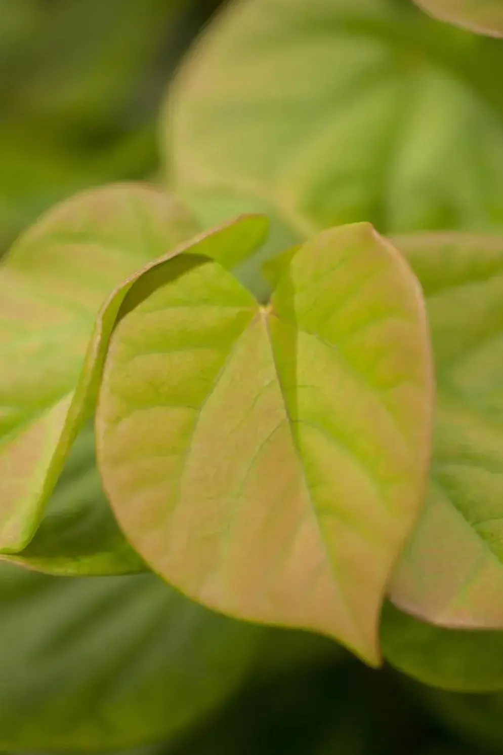 Cercis chinensis 'Avondale' (Judasboom 'Avondale')