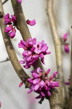 Cercis chinensis 'Avondale' (Judasboom 'Avondale')