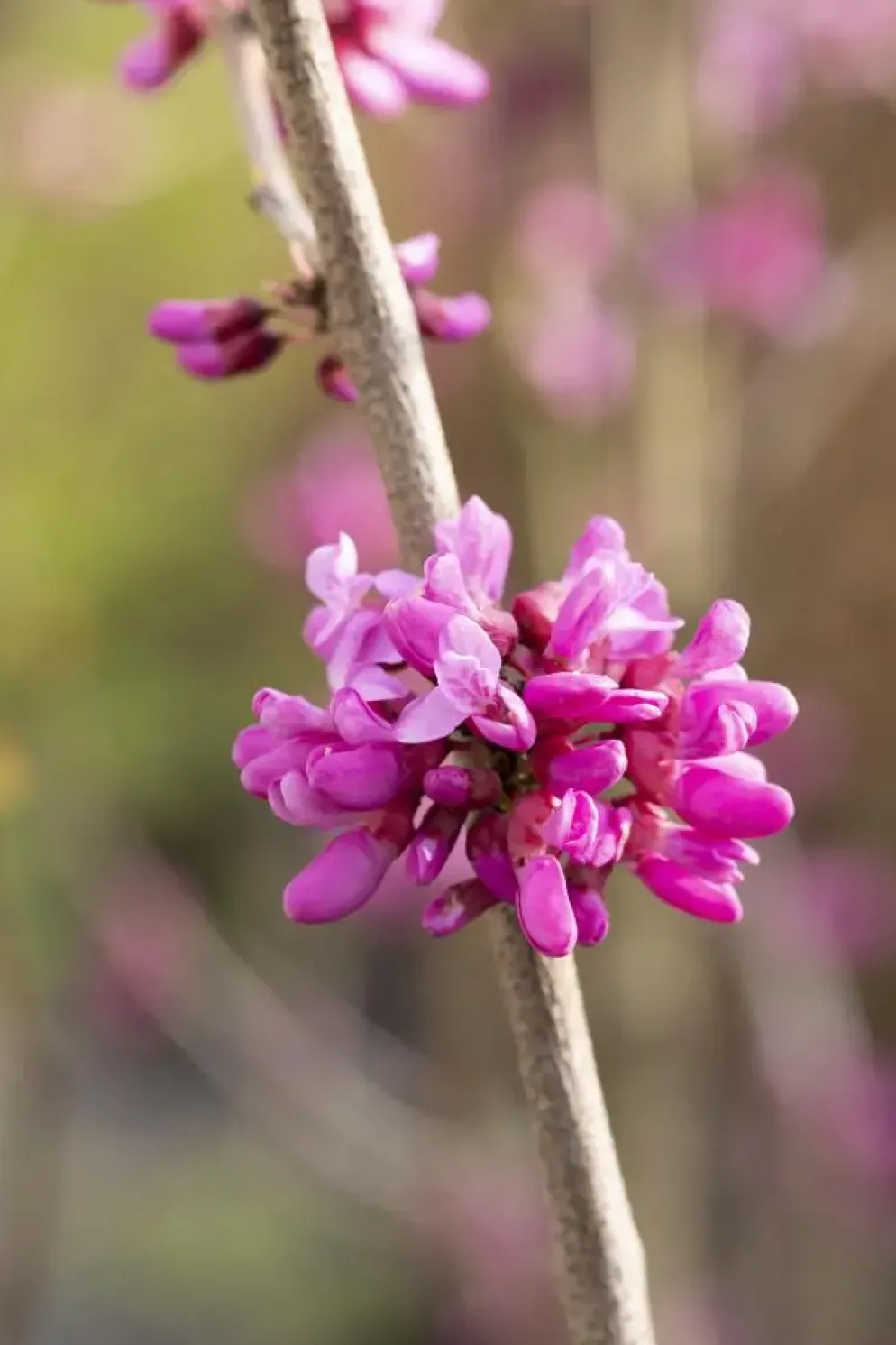Cercis chinensis 'Avondale' (Judasboom 'Avondale')