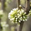 Cercis chinensis 'Shirobana' (Judasboom 'Shirobana')