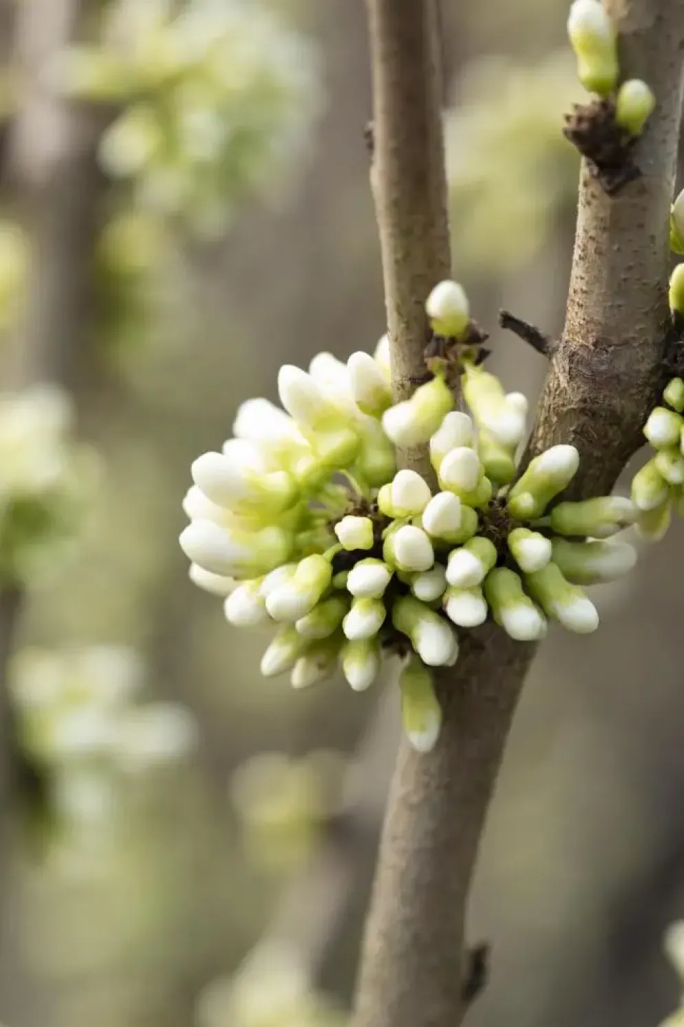 Cercis chinensis 'Shirobana' (Judasboom 'Shirobana')