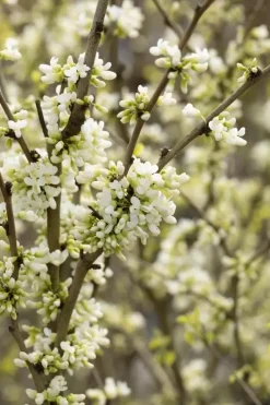 Cercis chinensis 'Shirobana' (Judasboom 'Shirobana')