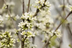 Cercis chinensis 'Shirobana' (Judasboom 'Shirobana')