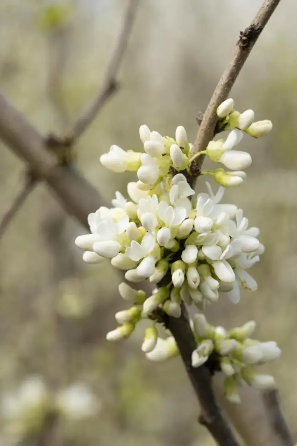 Cercis chinensis 'Shirobana' (Judasboom 'Shirobana')