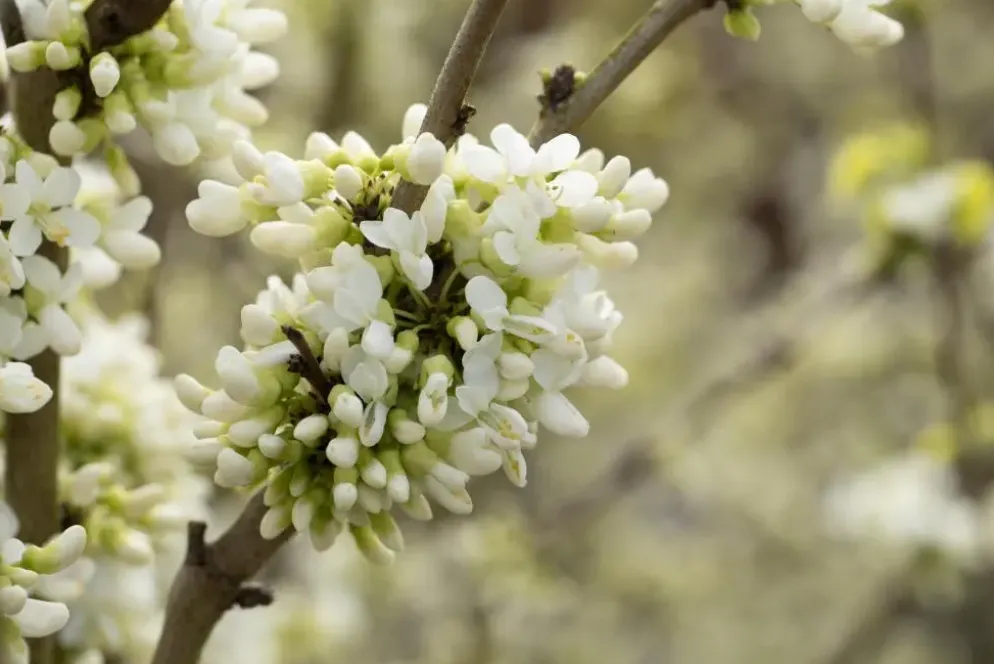 Cercis chinensis 'Shirobana' (Judasboom 'Shirobana')