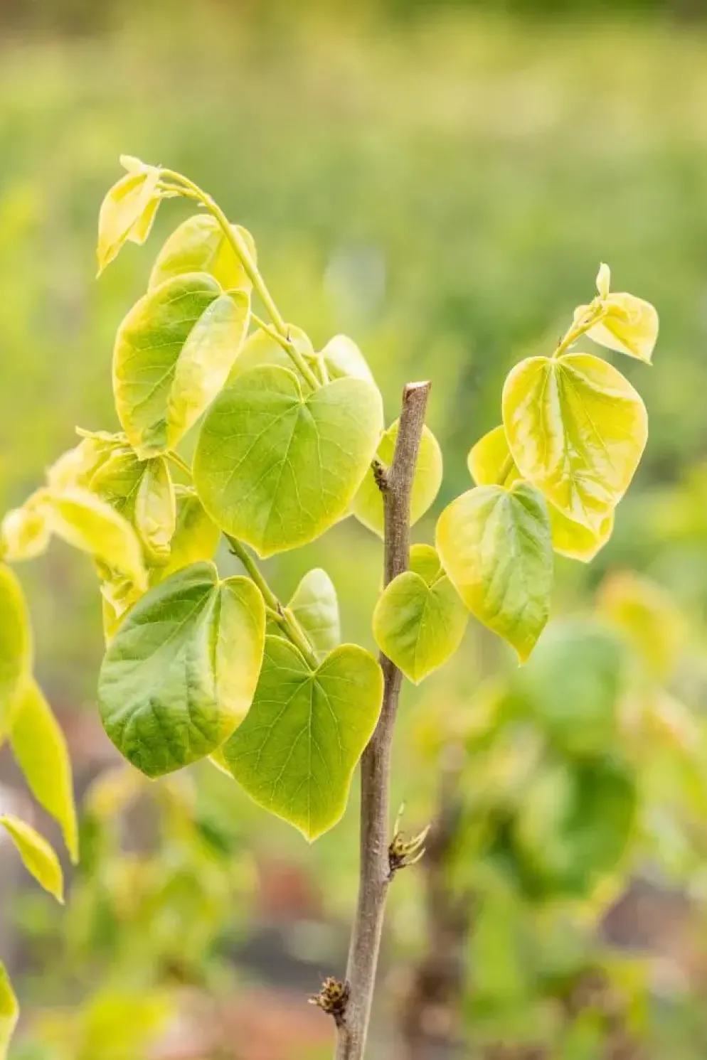 Cercis chinensis 'Shirobana' (Judasboom 'Shirobana')