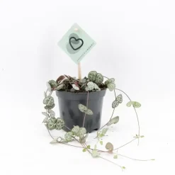 Ceropegia 'Woodii' (Chinees Lantaarnplantje) 20cm
