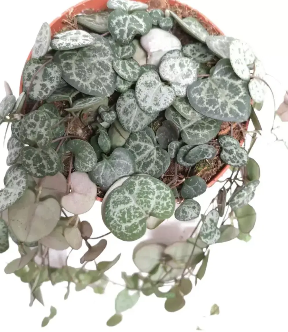 Ceropegia woodii hangplant (Chinees lantaarnplantje)