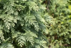 Chamaecyparis lawsoniana 'Globosa' (Schijn-cipres 'Globosa')