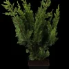 Chamaecyparis lawsoniana 'Wisselii' (Schijn-cipres 'Wisselii')
