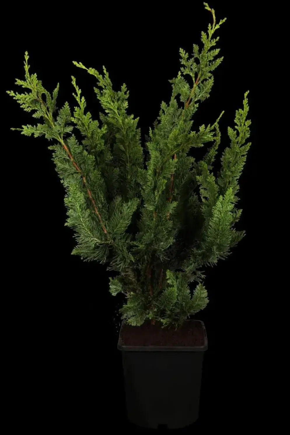 Chamaecyparis lawsoniana 'Wisselii' (Schijn-cipres 'Wisselii')