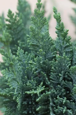 Chamaecyparis lawsoniana 'Wisselii' (Schijn-cipres 'Wisselii')