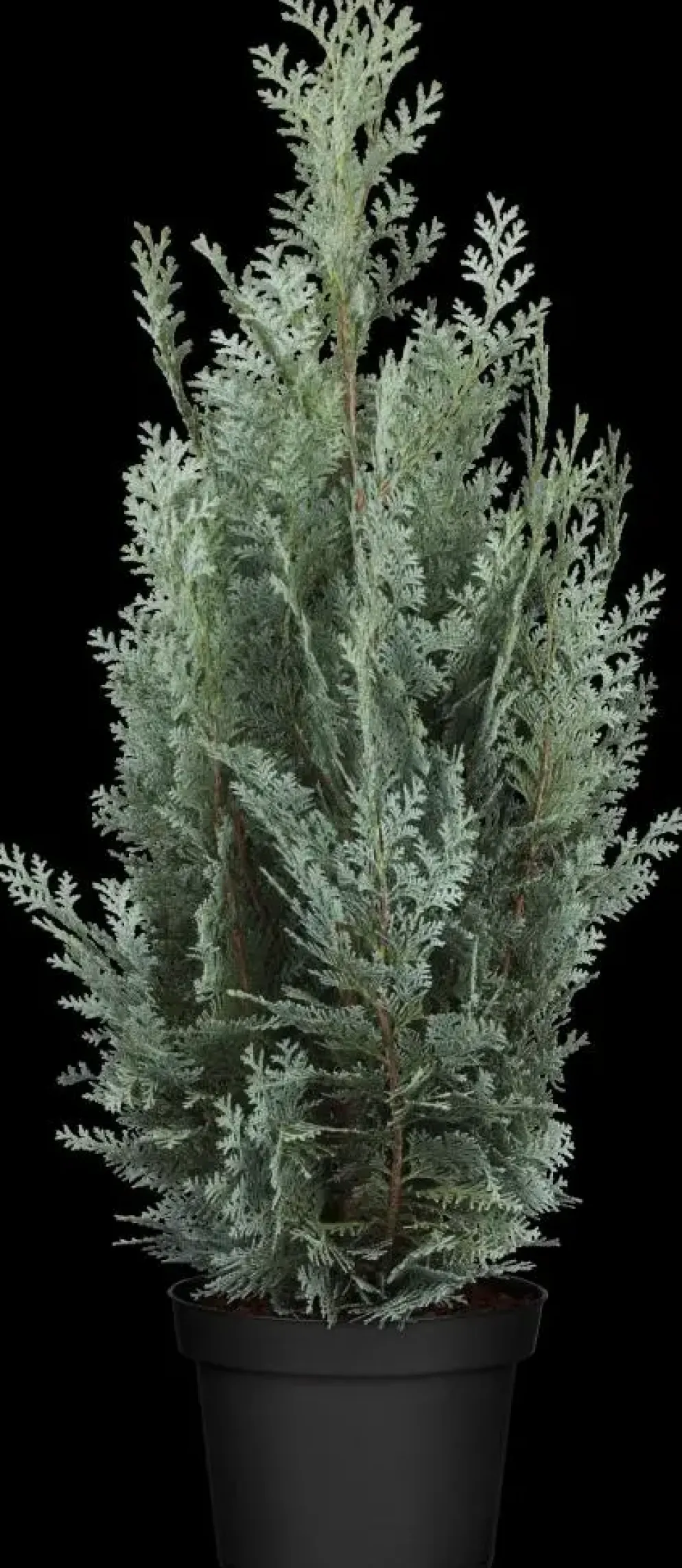 Chamaecyparis lawsoniana 'Wisselii' (Schijn-cipres 'Wisselii')