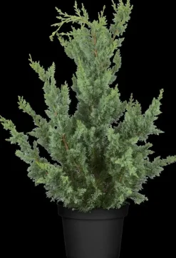 Chamaecyparis lawsoniana 'Wisselii' (Schijn-cipres 'Wisselii')