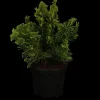 Chamaecyparis obtusa 'Nana Gracilis' (Schijn-cipres 'Nana Gracilis')