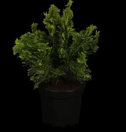 Chamaecyparis obtusa 'Nana Gracilis' (Schijn-cipres 'Nana Gracilis')