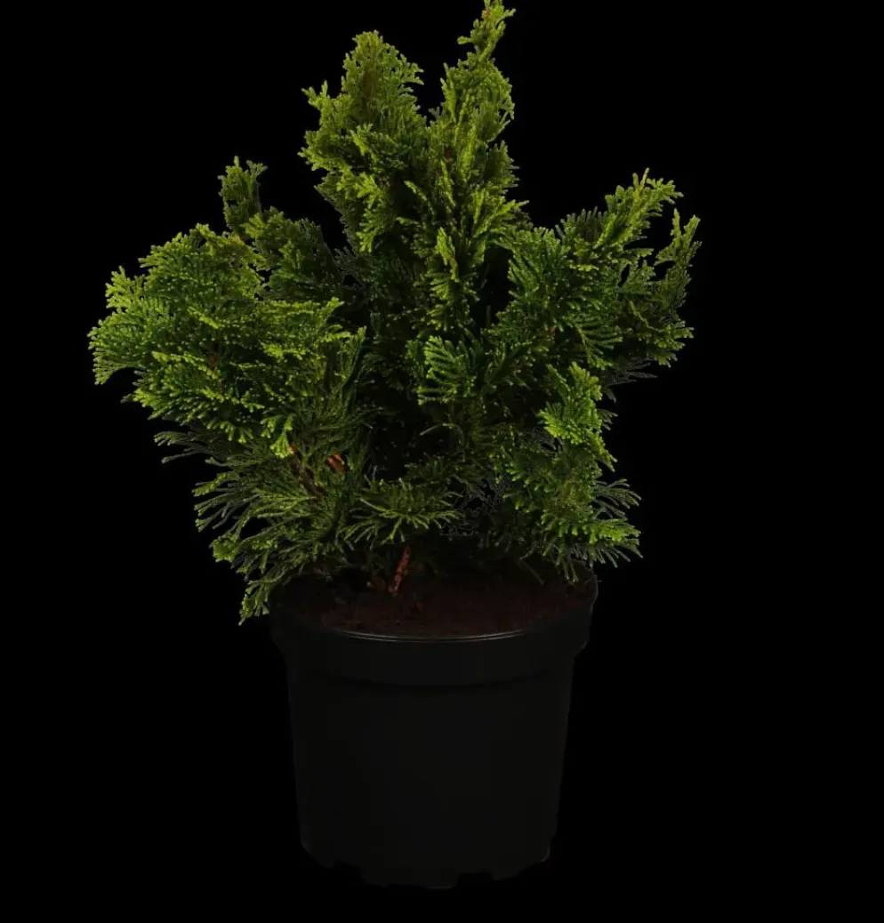 Chamaecyparis obtusa 'Nana Gracilis' (Schijn-cipres 'Nana Gracilis')