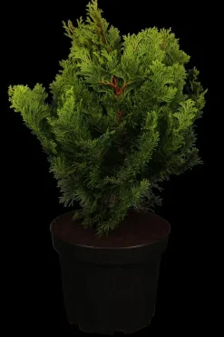 Chamaecyparis obtusa 'Nana Gracilis' (Schijn-cipres 'Nana Gracilis')