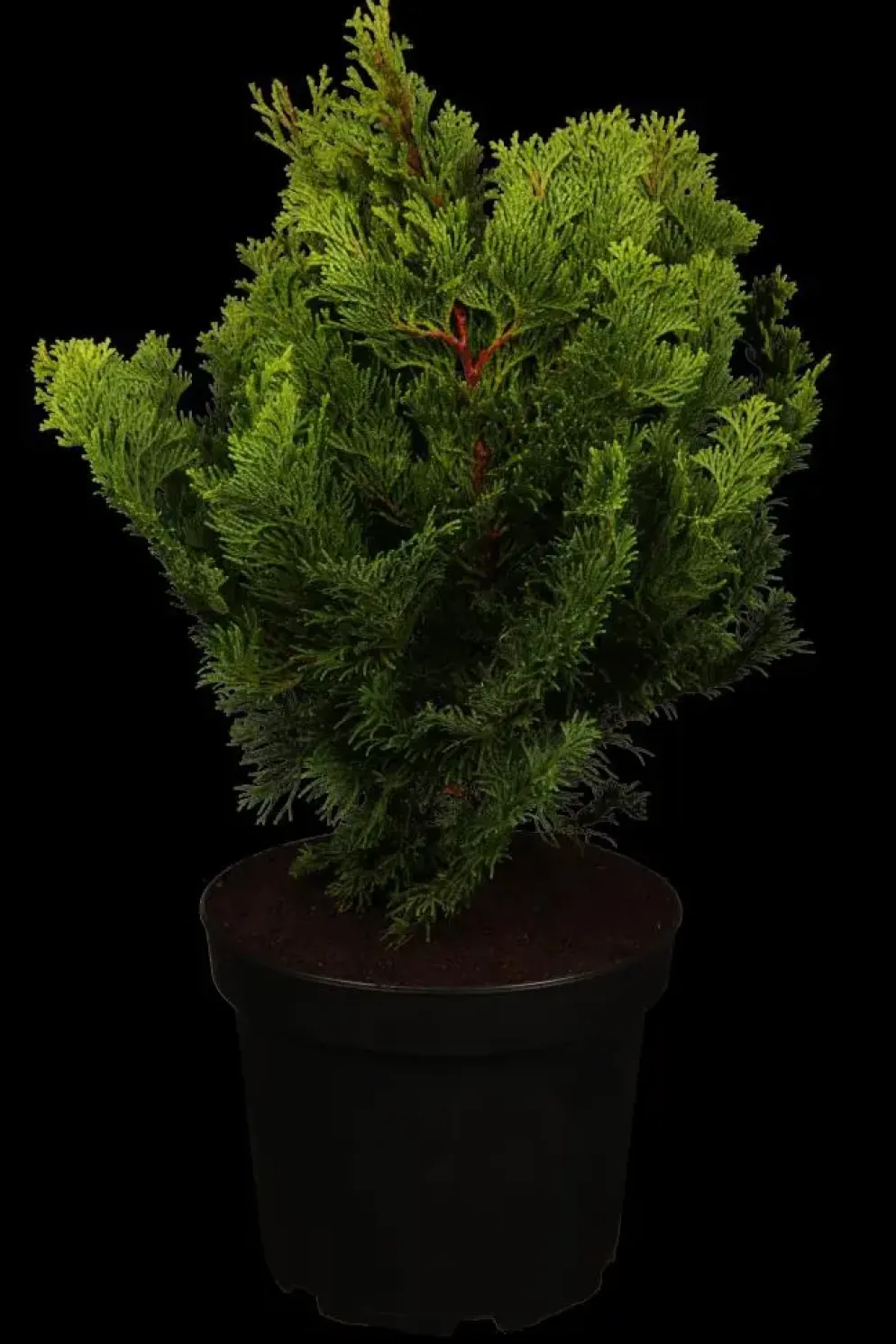 Chamaecyparis obtusa 'Nana Gracilis' (Schijn-cipres 'Nana Gracilis')