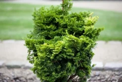 Chamaecyparis obtusa 'Nana Gracilis' (Schijn-cipres 'Nana Gracilis')