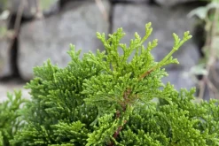 Chamaecyparis obtusa 'Nana Gracilis' (Schijn-cipres 'Nana Gracilis')