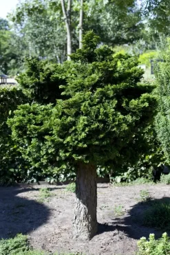 Chamaecyparis obtusa 'Nana Gracilis' (Schijn-cipres 'Nana Gracilis')