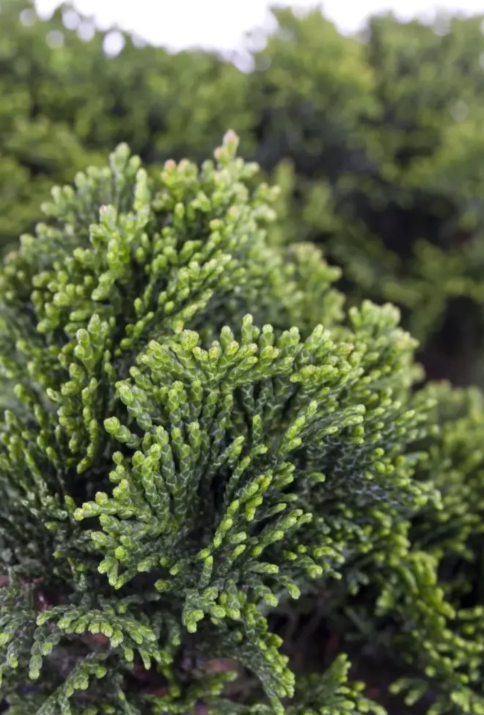 Chamaecyparis obtusa 'Nana Gracilis' (Schijn-cipres 'Nana Gracilis')