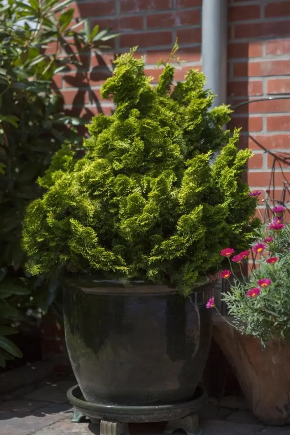 Chamaecyparis obtusa 'Nana Gracilis' (Schijn-cipres 'Nana Gracilis')