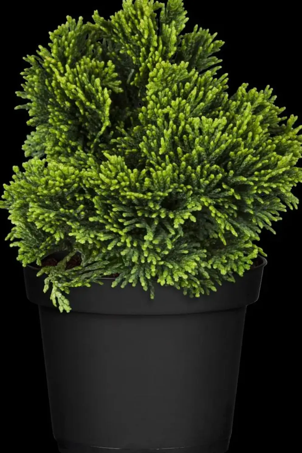 Chamaecyparis obtusa 'Nana Gracilis' (Schijn-cipres 'Nana Gracilis')