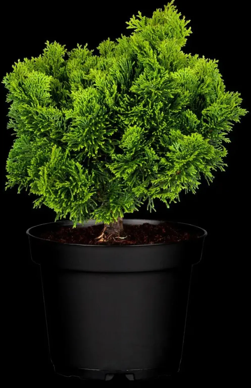 Chamaecyparis obtusa 'Nana Gracilis' (Schijn-cipres 'Nana Gracilis')