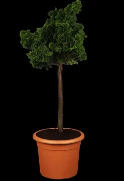 Chamaecyparis obtusa 'Nana Gracilis' (Schijn-cipres 'Nana Gracilis')