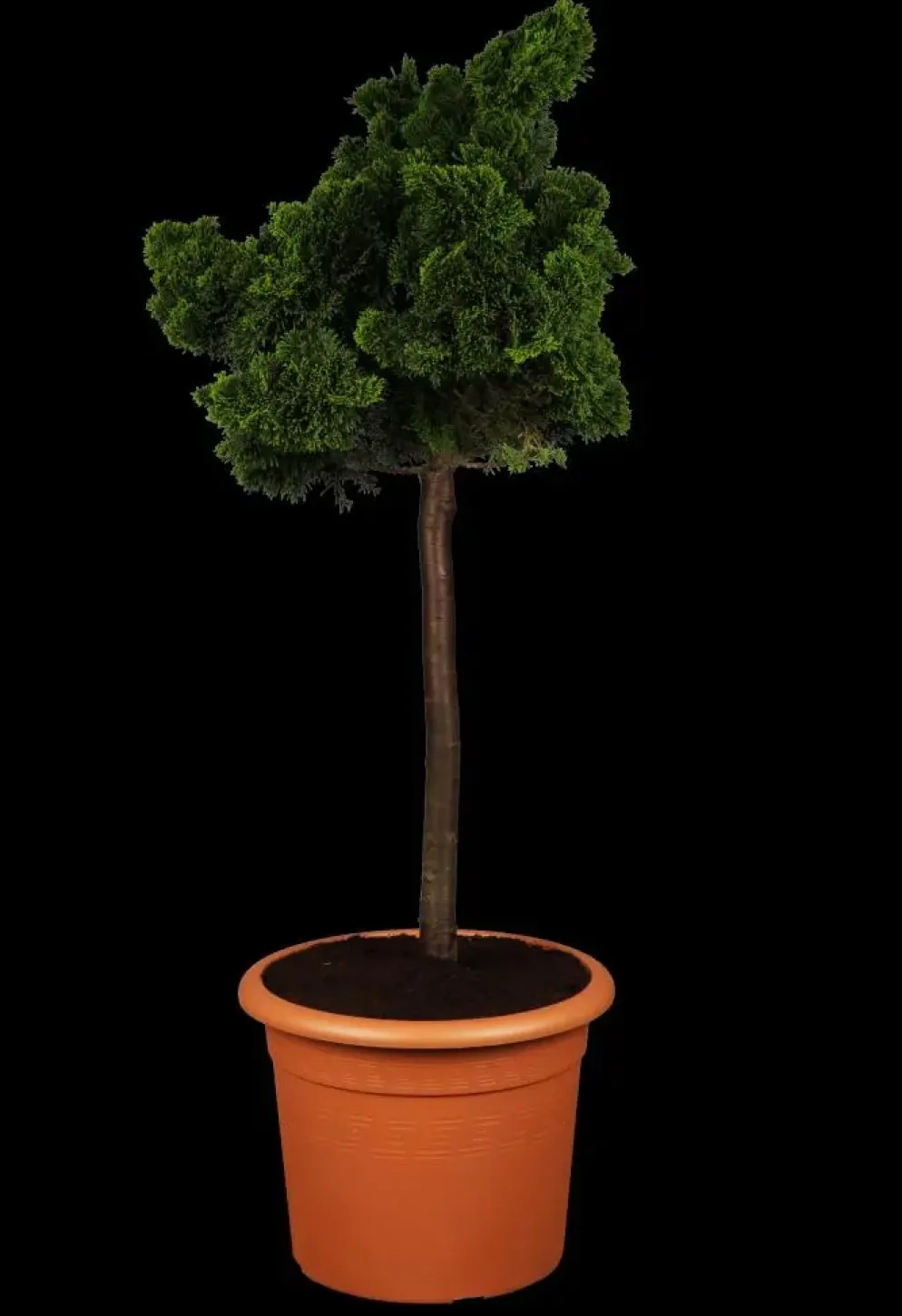Chamaecyparis obtusa 'Nana Gracilis' (Schijn-cipres 'Nana Gracilis')