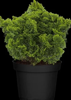 Chamaecyparis obtusa 'Nana Gracilis' (Schijn-cipres 'Nana Gracilis')