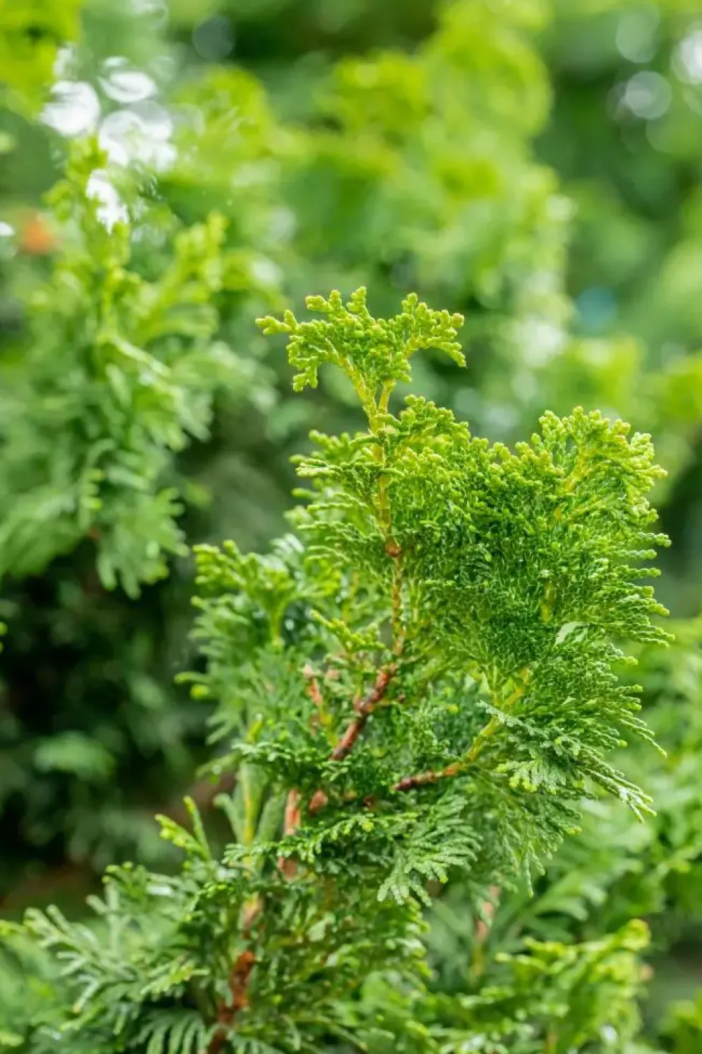 Chamaecyparis obtusa 'Nana Gracilis' (Schijn-cipres 'Nana Gracilis')