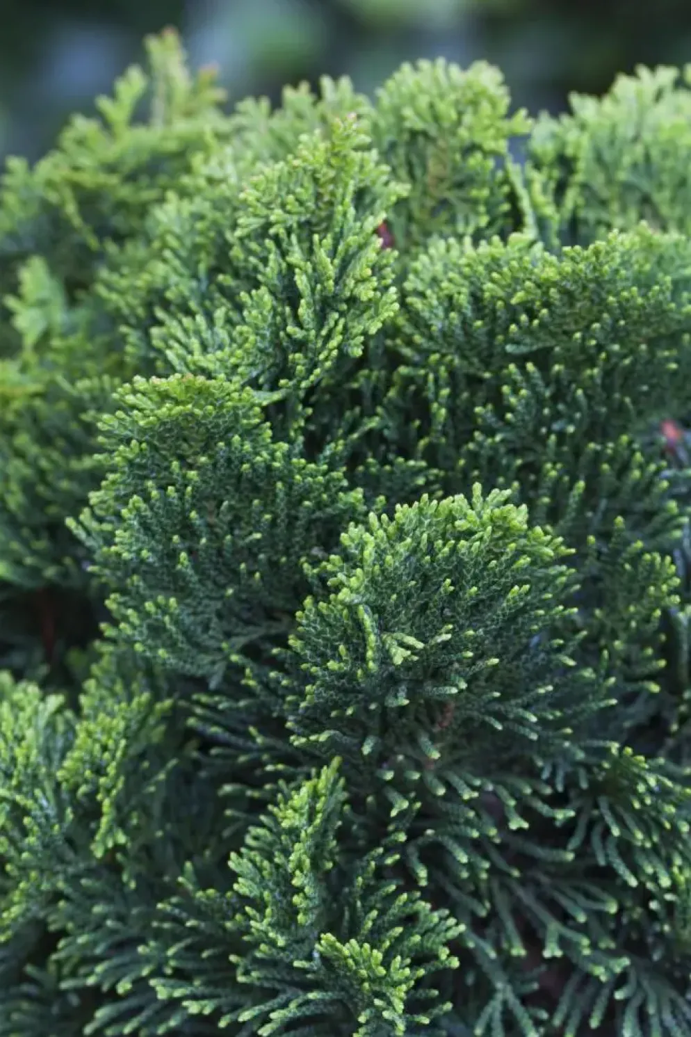 Chamaecyparis obtusa 'Nana Gracilis' (Schijn-cipres 'Nana Gracilis')