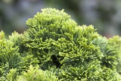 Chamaecyparis obtusa 'Nana Gracilis' (Schijn-cipres 'Nana Gracilis')
