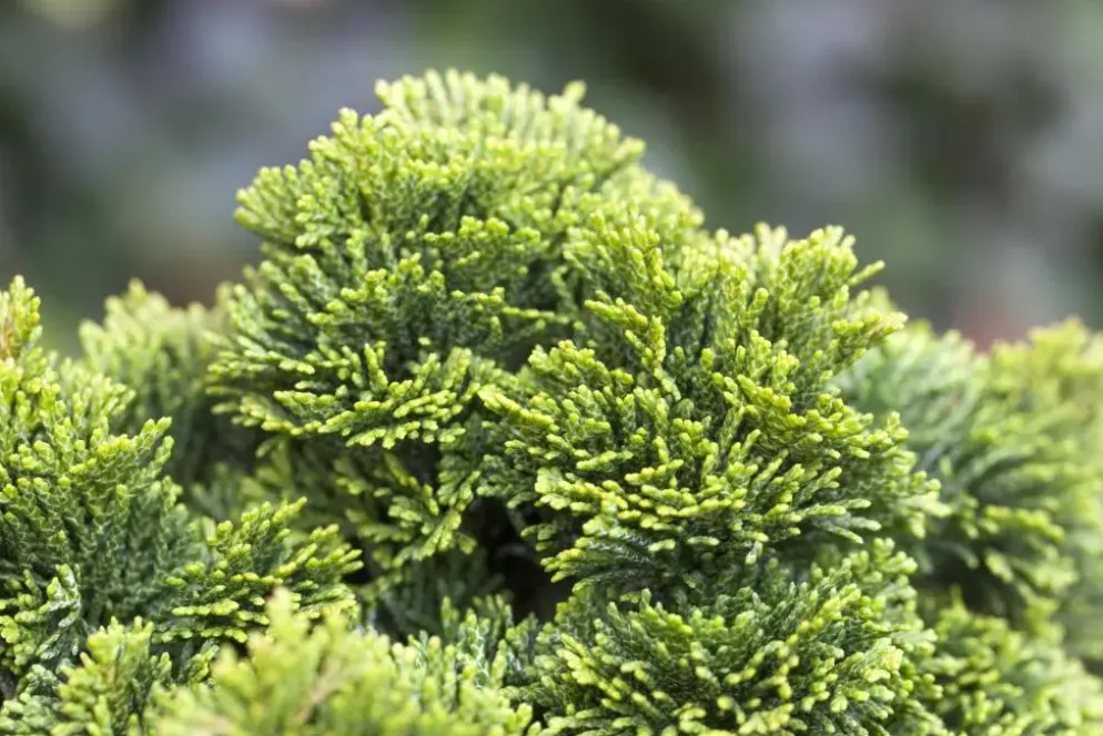 Chamaecyparis obtusa 'Nana Gracilis' (Schijn-cipres 'Nana Gracilis')